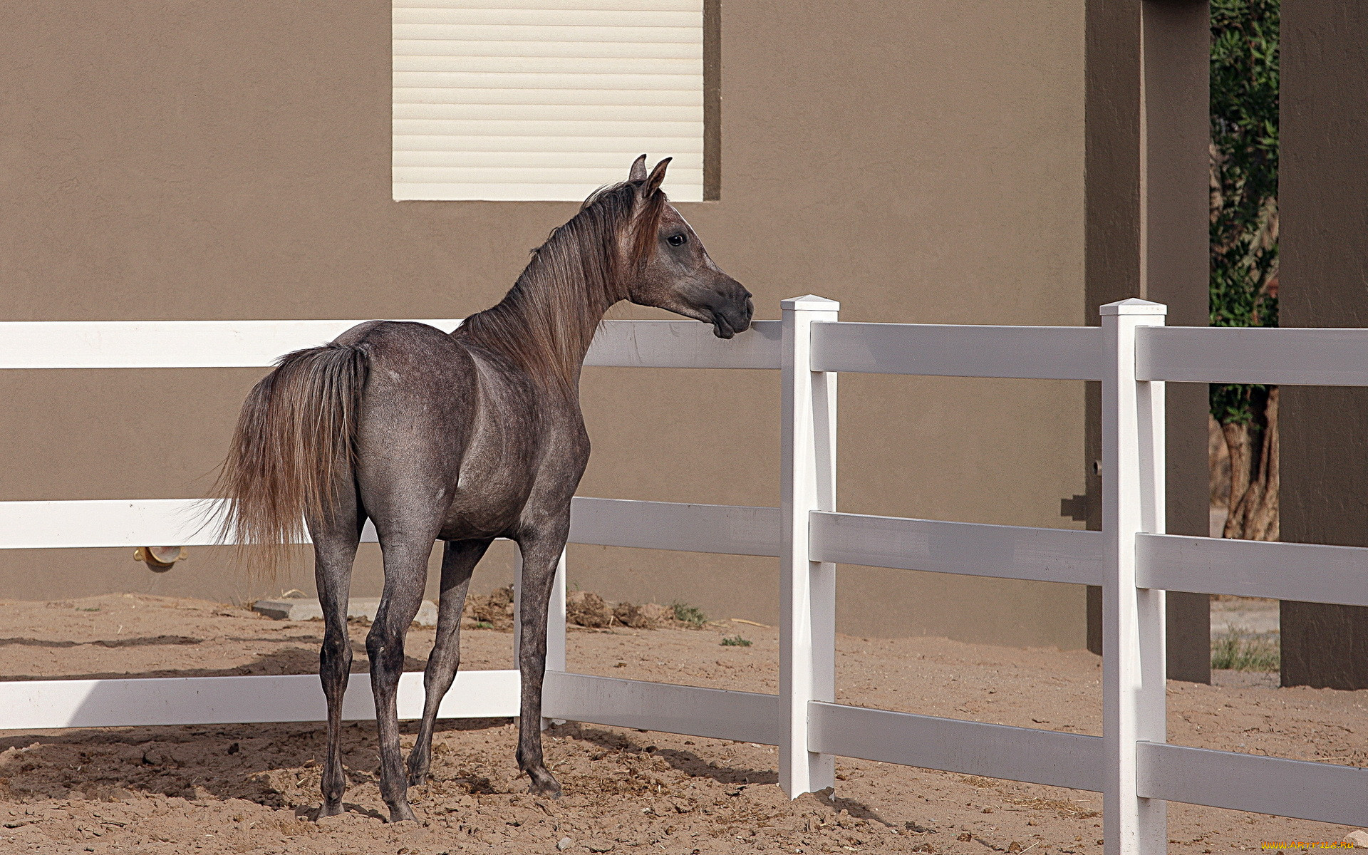 , , , arabian, horse, 